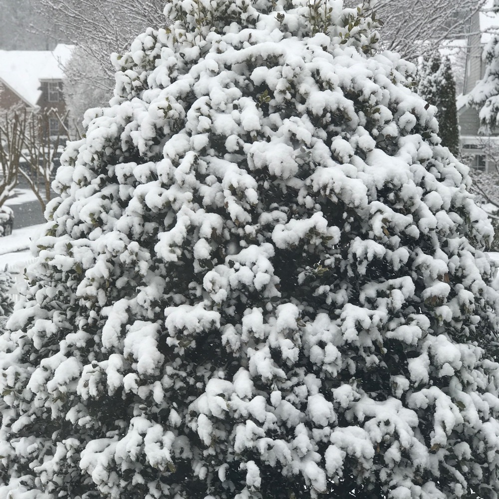 Meet your Posher, Joy